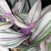 Tradescantia cerinthoides Pink Furry, pianta da interno