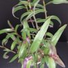 Cyanotis aracnoidea   Tradescantia aracnoidea,, pianta da interno