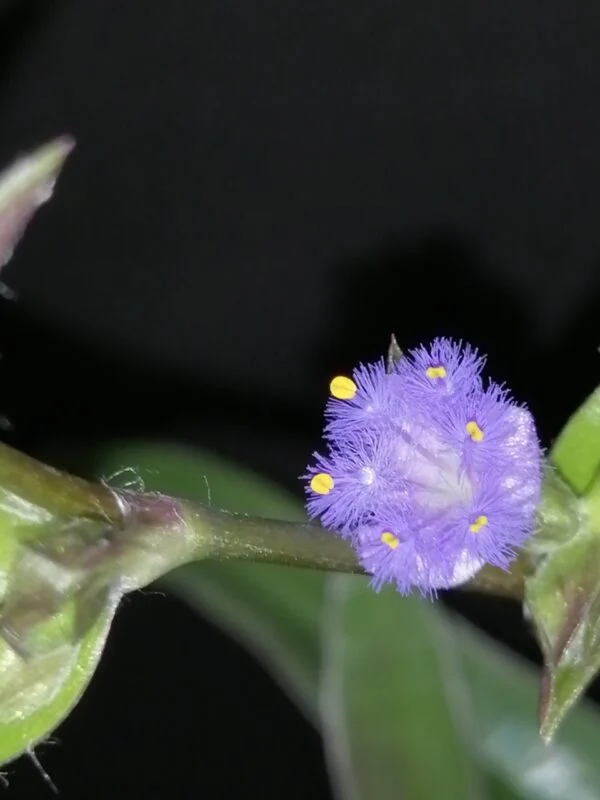 Cyanotis aracnoidea   Tradescantia aracnoidea,, foto 3