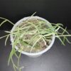 Hoya linearis, pianta da interno