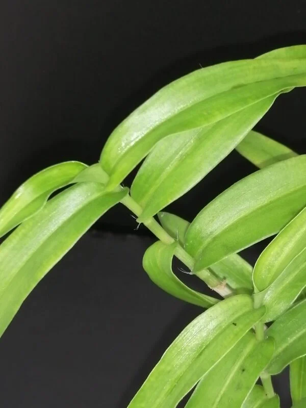 Commelina africana, foto 2