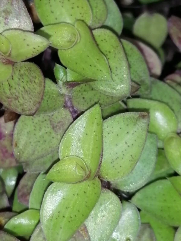 Callisia repens Yellow form, foto 3