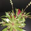 Crassula orbicularis var. rosularis, pianta da interno