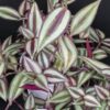 Tradescantia zebrina, pianta da interno e da esterno
