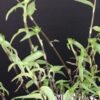 Callisia repens forma III, pianta da interno e da esterno