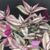 Tradescantia zebrina Giant, pianta da interno e da esterno