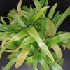 Murdannia loriformis, pianta da interno