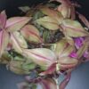 Tradescantia zebrina Purpusii, pianta da interno e da esterno