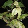 Tinantia pringlei Variegata, pianta da interno e da esterno