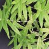 Callisia multiflora, pianta da interno e da esterno