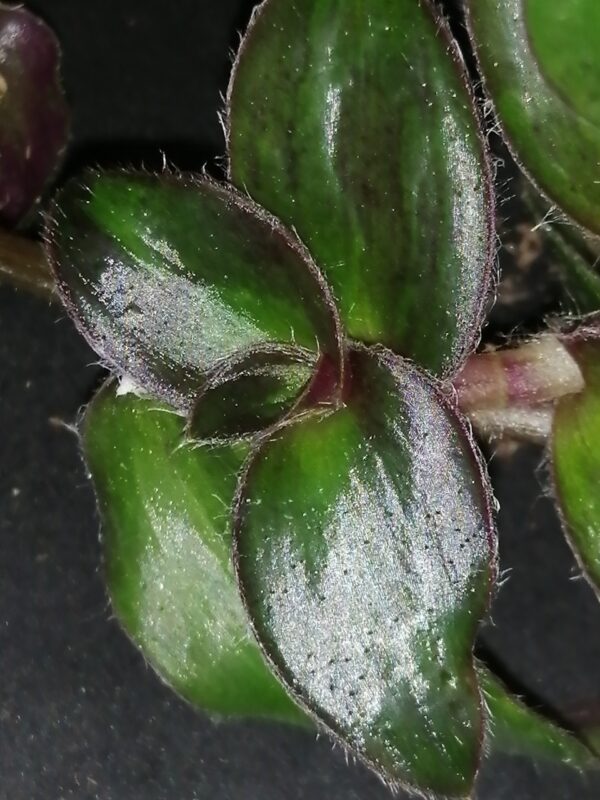 Cyanotis ciliata, foto 2