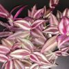 Tradescantia zebrina Burgundy, pianta da interno e da esterno