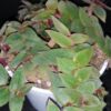 Begonia Caribbean King, foto 12
