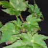 Begonia Silvana, pianta da interno
