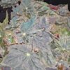 Begonia Caribbean King, foto 19
