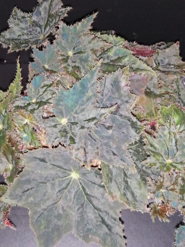 Begonia Caribbean King, foto 19