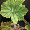 Begonia Caribbean King, pianta da interno