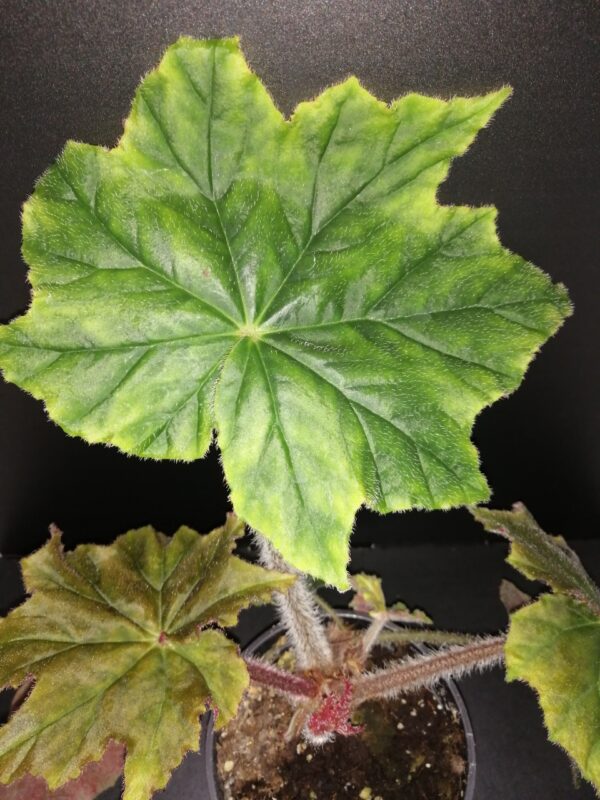 Begonia Caribbean King, pianta da interno