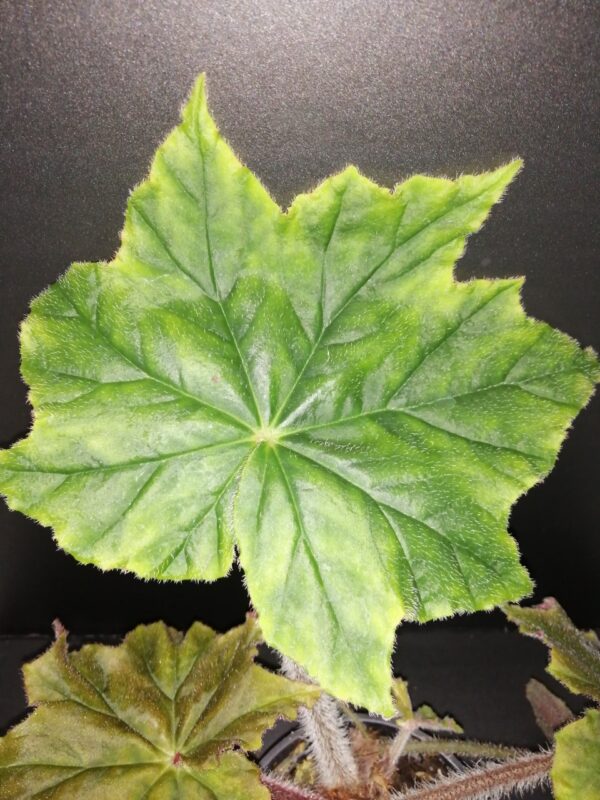 Begonia Caribbean King, foto 3