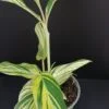 Pelargonium abrotanifolium, foto 39