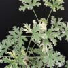 Pelargonium abrotanifolium, foto 7