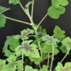 Pelargonium abrotanifolium, foto 12