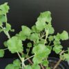 Pelargonium Cola Fresh, pianta da esterno