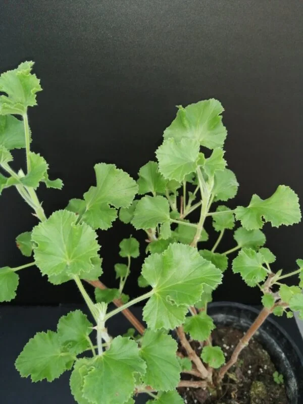 Pelargonium Cola Fresh, pianta da esterno