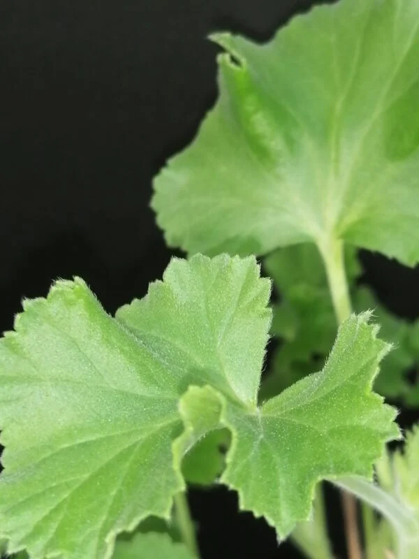 Pelargonium Cola Fresh, foto 2