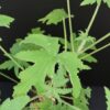 Pelargonium acerifolium, pianta da esterno