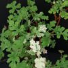 Pelargonium abrotanifolium, foto 20