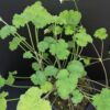 Pelargonium abrotanifolium, foto 22