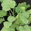 Pelargonium abrotanifolium, foto 25