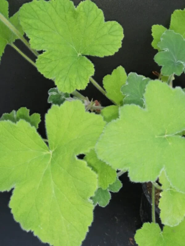 Pelargonium tomentosum, foto 3