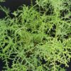 Pelargonium denticulatum var. Filicifolium, pianta da esterno
