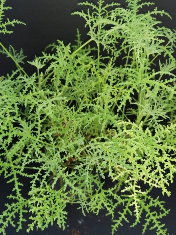 Pelargonium denticulatum var. Filicifolium, pianta da esterno