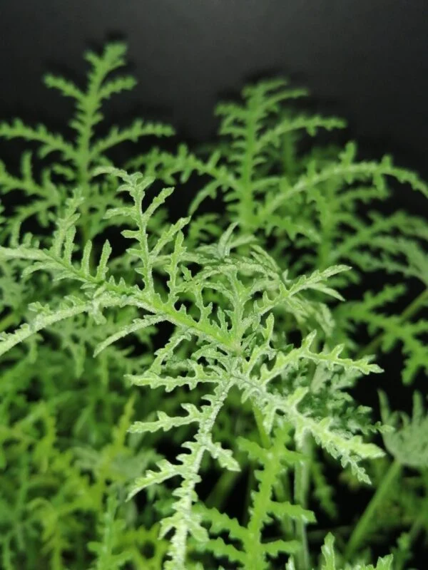 Pelargonium denticulatum var. Filicifolium, foto 3