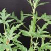 Pelargonium denticulatum, pianta da esterno