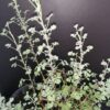 Pelargonium abrotanifolium, pianta da esterno