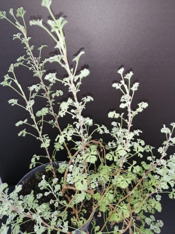 Pelargonium abrotanifolium, pianta da esterno