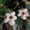 Codonanthe crassifolia, pianta da interno