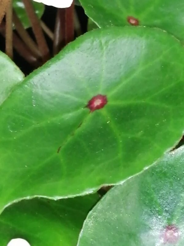 Begonia conchifolia var. rubrimacula, foto 5