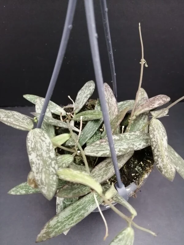 Hoya sigillatis, pianta da interno