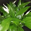 Spatiphyllum nano in ciotola, pianta da interno