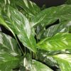 Spathiphyllum Diamond Variegata, pianta da interno