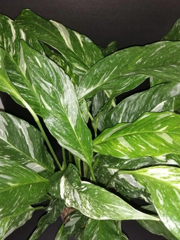 Spathiphyllum Diamond Variegata, pianta da interno