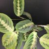 Maranta Tricolor, pianta da interno