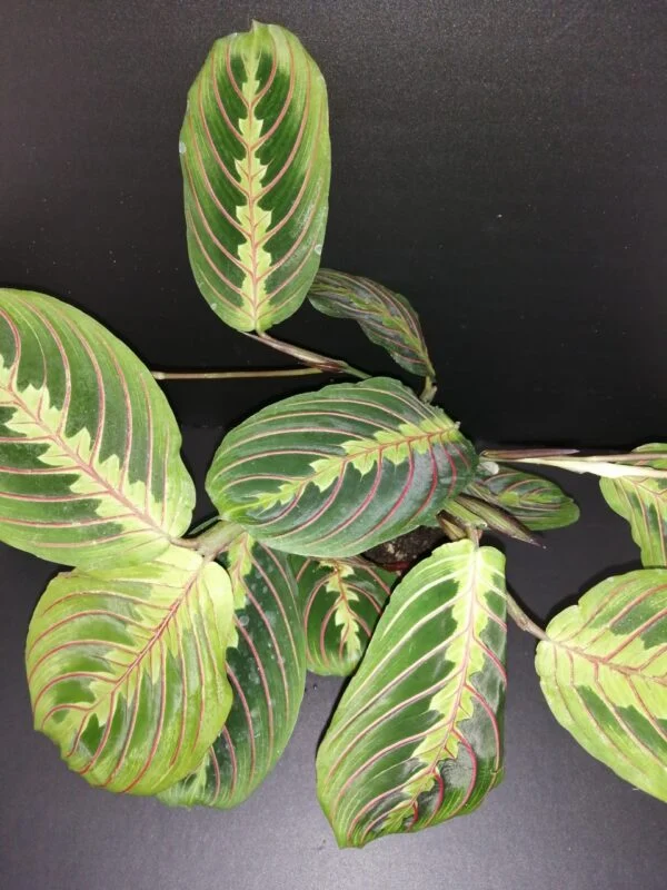 Maranta Tricolor, pianta da interno