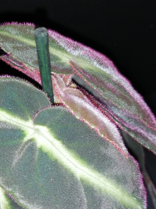 Alocasia tigrina, foto 14