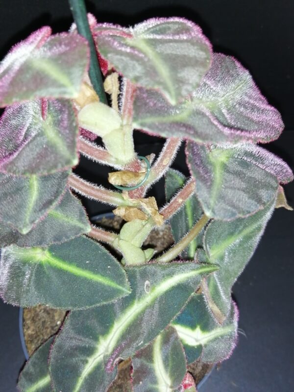 Alocasia tigrina, foto 15
